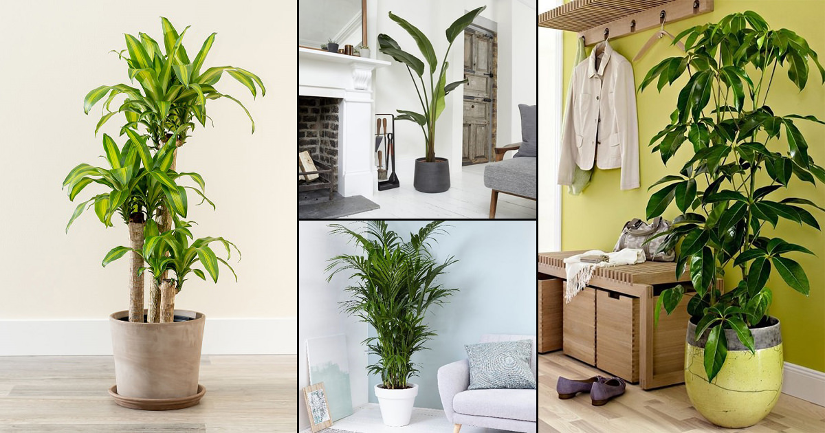 The Pros and Cons of Having Large Indoor Plants