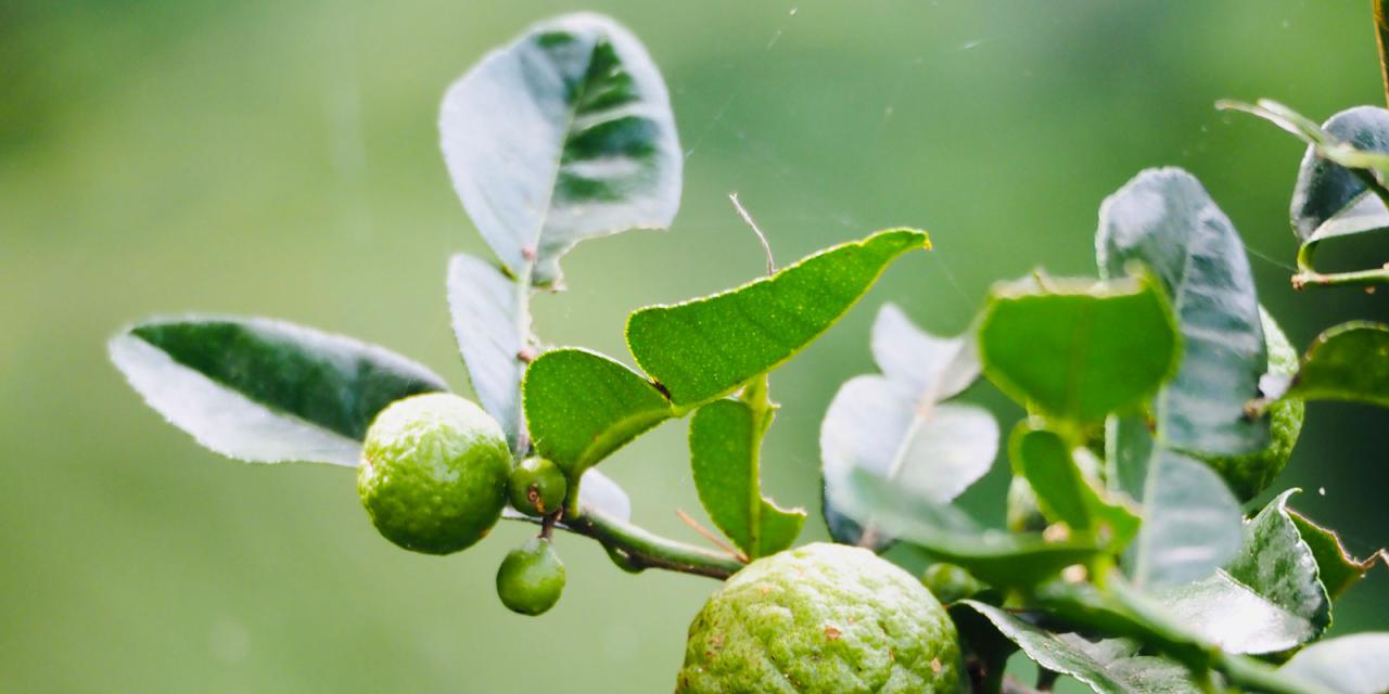 Kaffir Lime Leaf Recipes: Delicious Ideas for Every Meal