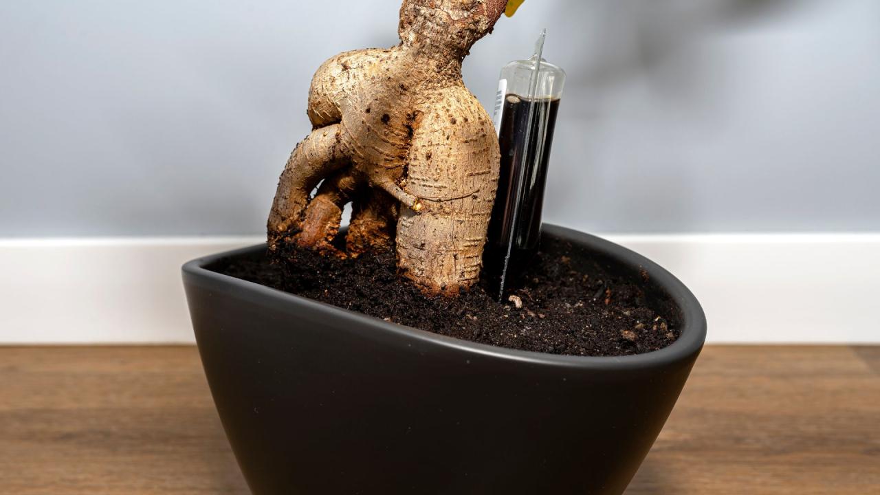 How to Maintain a Healthy Bonsai Tree: Expert Tips