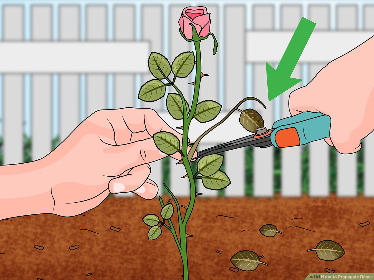 Grow Your Perfect Rose Garden: How To Propagate Roses From Cuttings Successfully