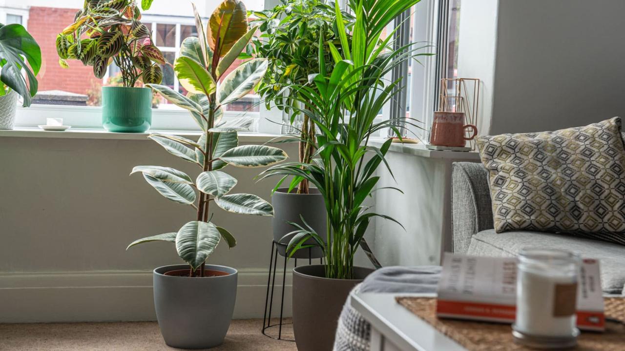 The Pros and Cons of Having Large Indoor Plants