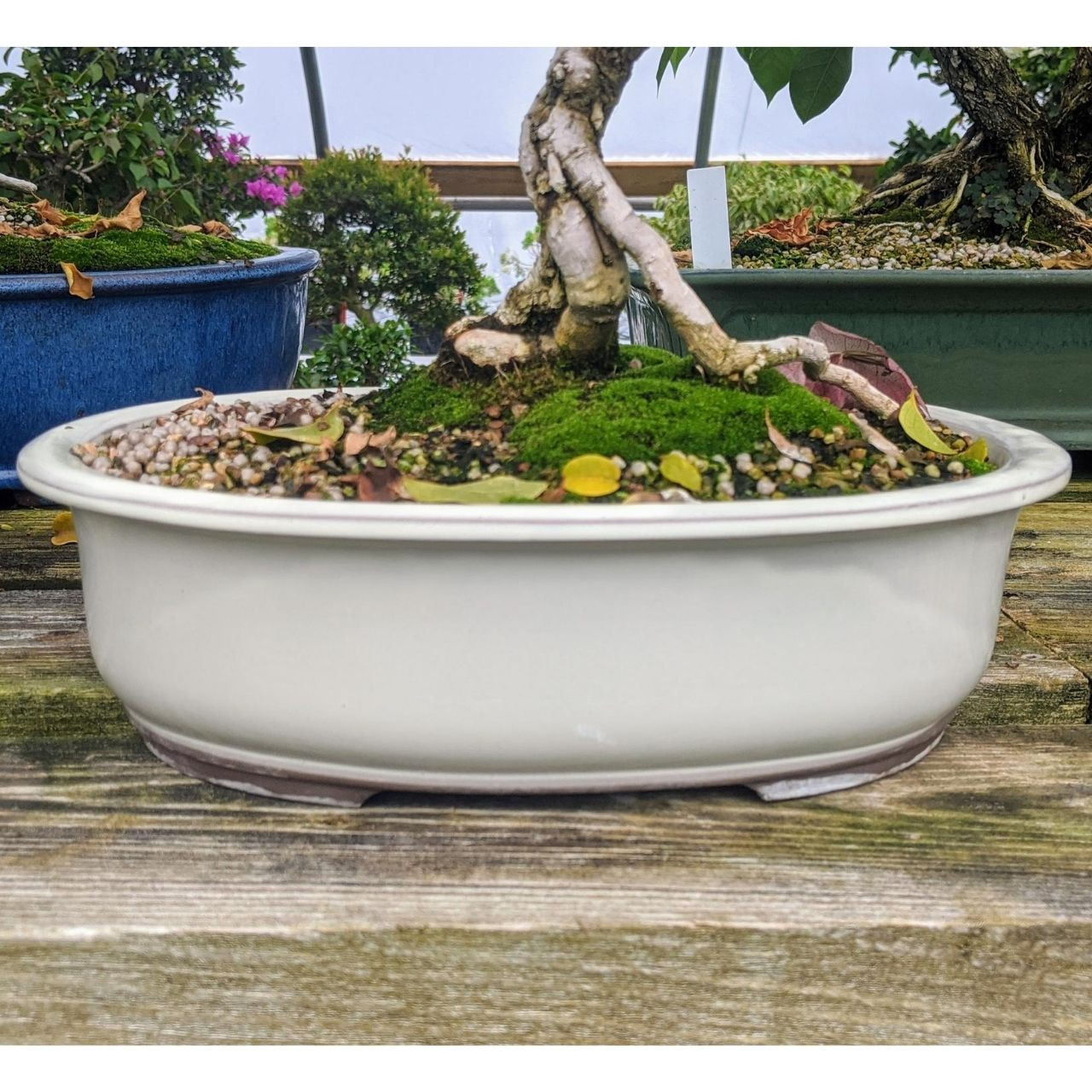 Bonsai Pots: The Role of Size, Shape, and Material