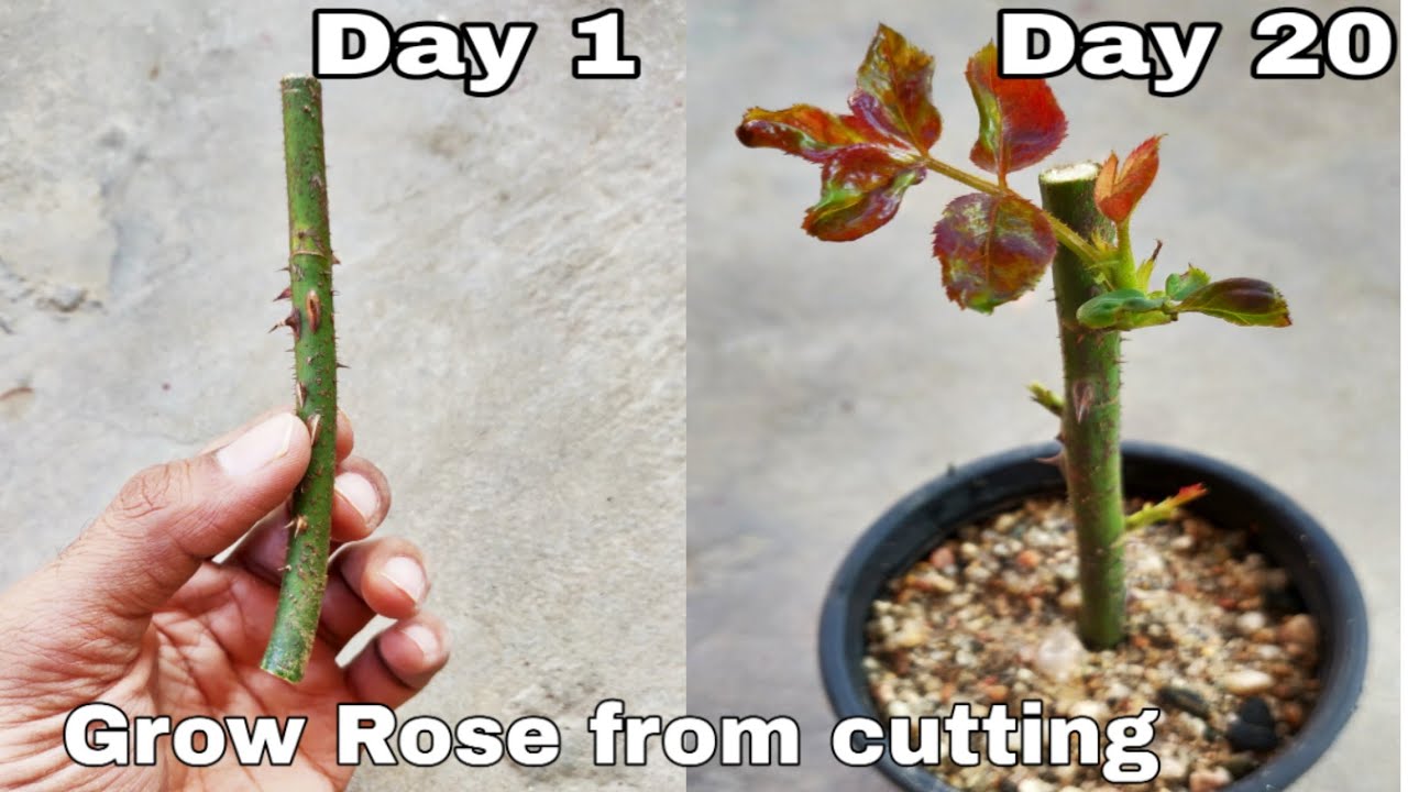 Grow Your Perfect Rose Garden: How To Propagate Roses From Cuttings Successfully