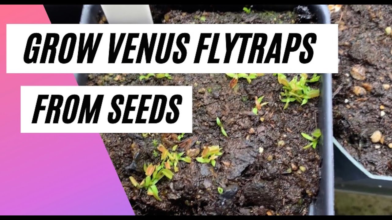 How to Grow Venus Fly Traps From Seeds: Propagation Secrets Revealed